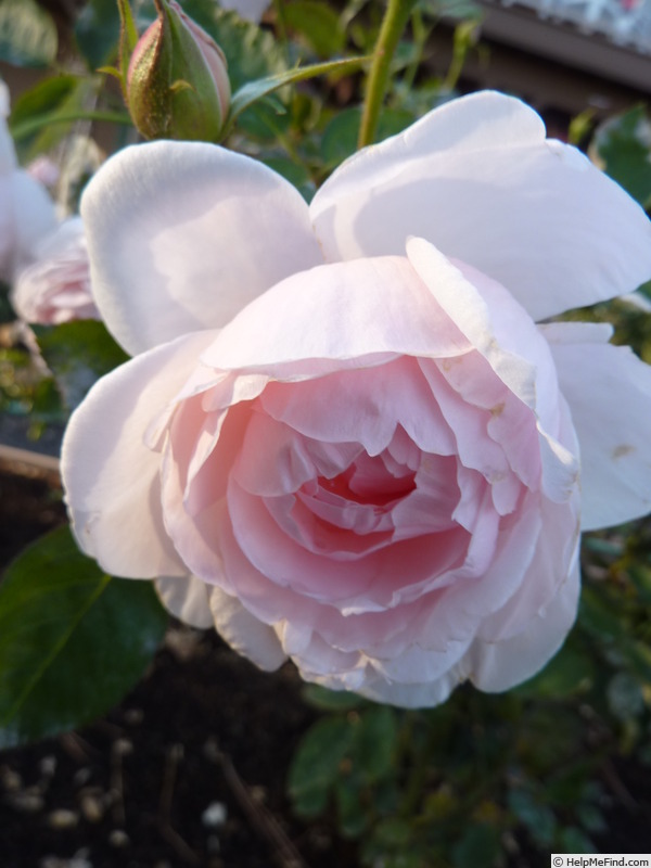 'Dawn Star' rose photo