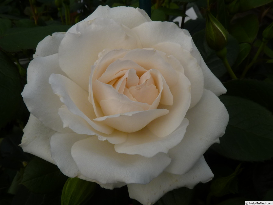 'Princess of Wales (floribunda, Harkness 1997)' rose photo