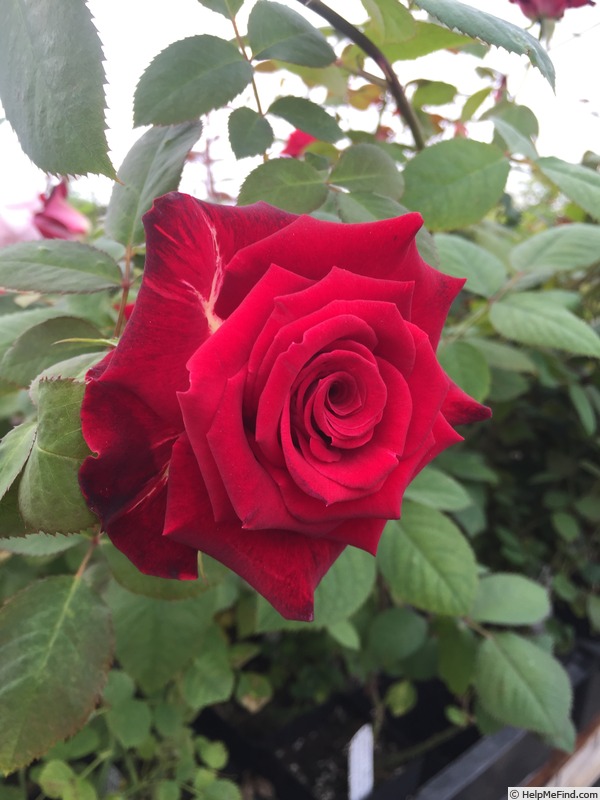 'Liberty Bell ™(hybrid tea, Kordes, 1955/63)' rose photo