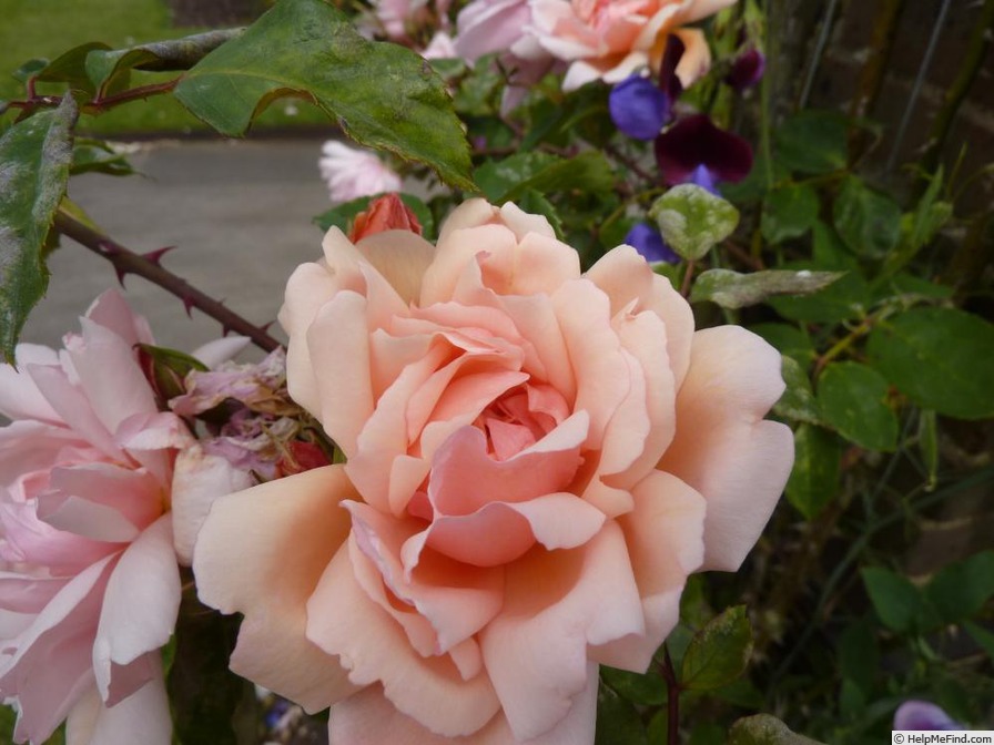 'Albertine (hybrid wichurana, Barbier 1921)' rose, click to enlarge 'Albertine (hybrid wichurana, Barbier 1921)' rose photo