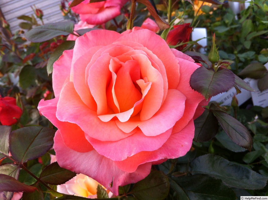 'Colorific ' Rose Photo