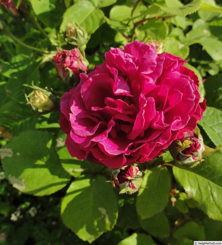 'Capitaine Louis Frère' rose photo