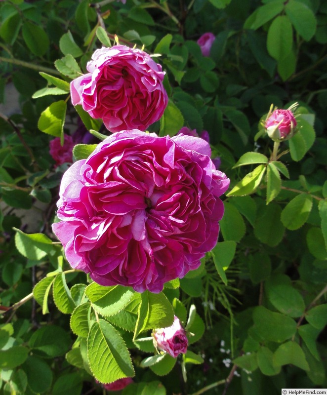 'Charles de Mills' rose photo
