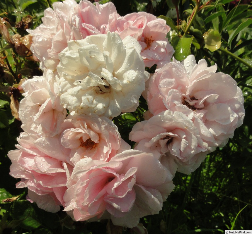 'Home & Garden ® (floribunda, Kordes 2001)' rose photo