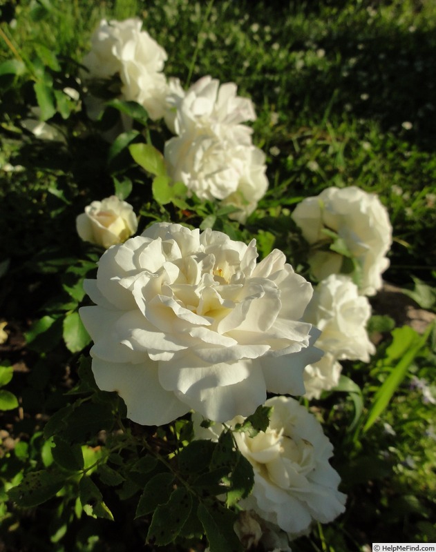 'Kosmos ® Fairy Tale (floribunda, Kordes, 2006)' rose photo
