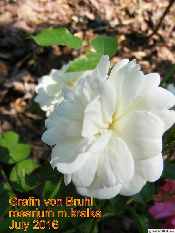 'Gräfin von Brühl' rose photo