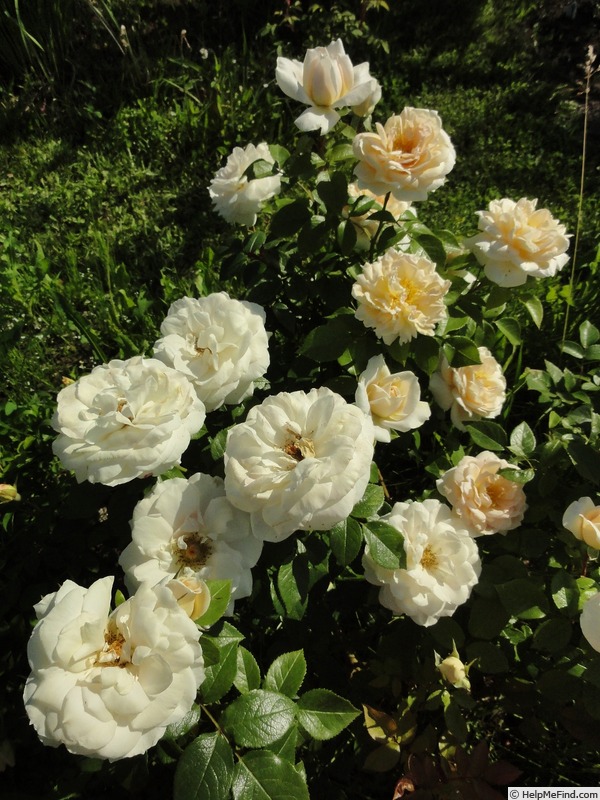 'Lions-Rose ' Rose Photo