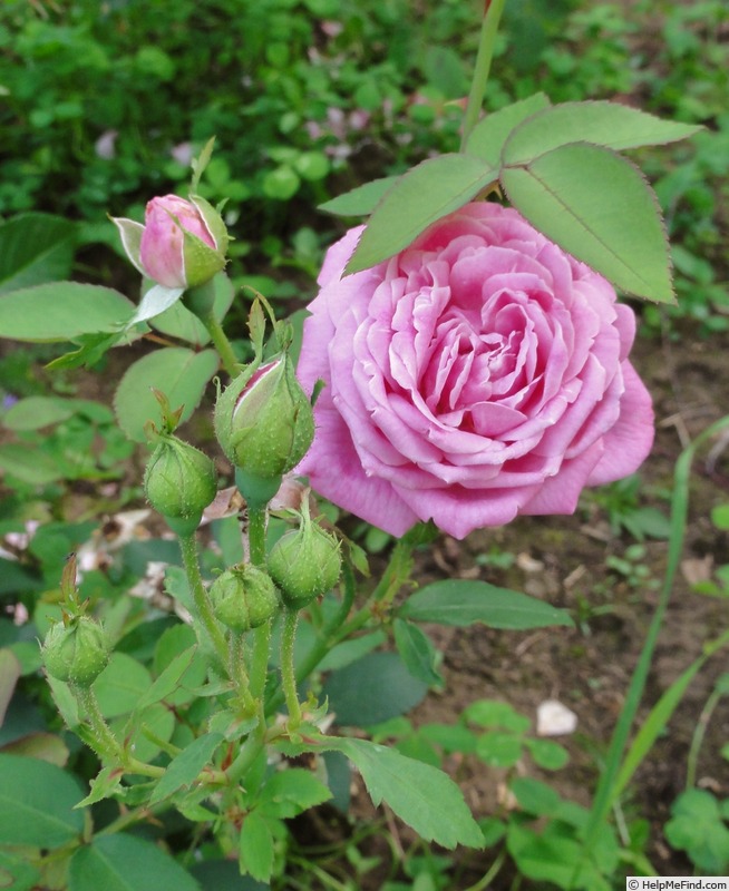 'Madame Neumann' rose photo