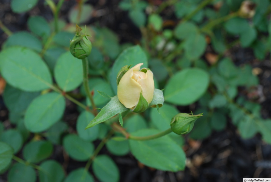 'Jude the Obscure' rose, click to enlarge 'Jude the Obscure' rose photo