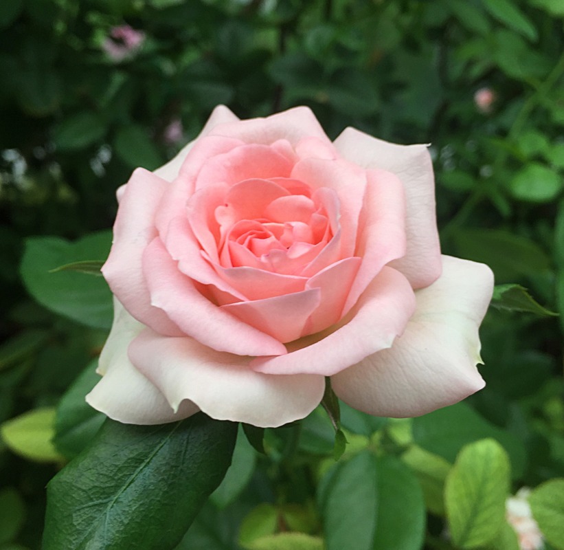 'Guy de Maupassant ®' rose photo