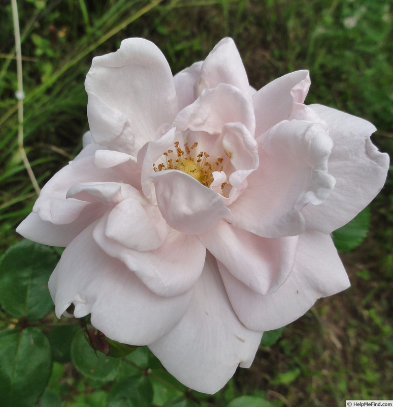 'New Dawn (large flowered climber, Dreer 1930)' rose photo