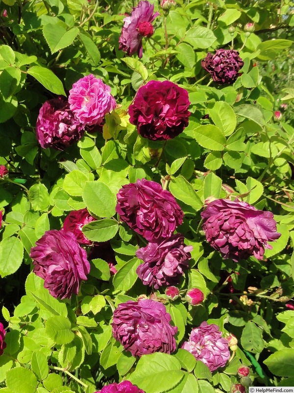 'Ombrée Parfaite' rose photo