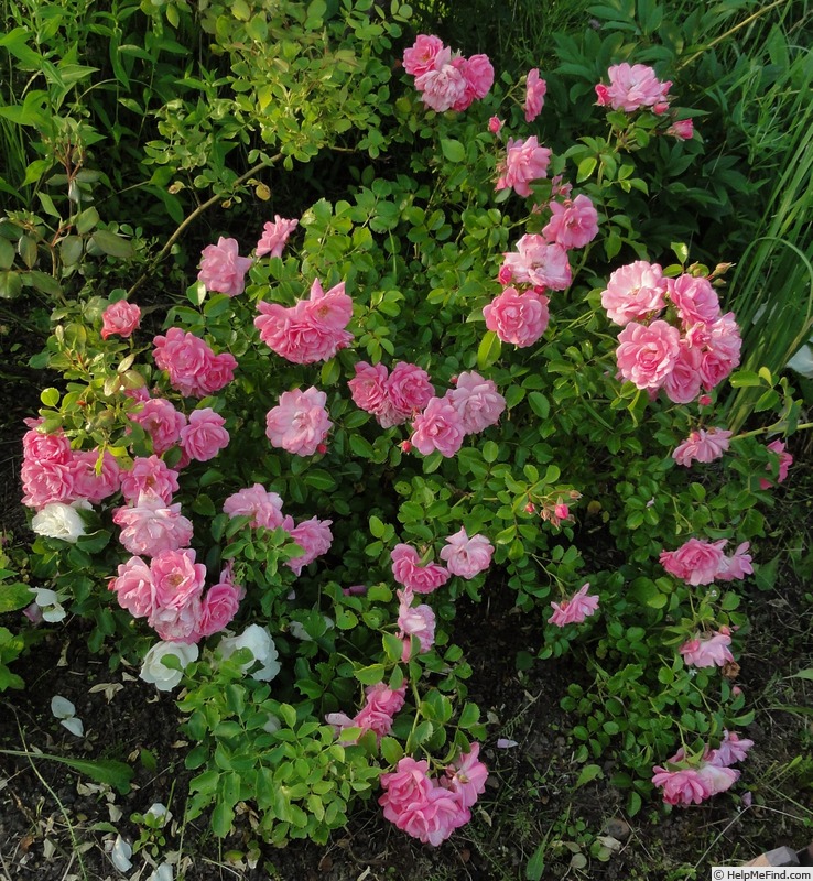 'Palmengarten Frankfurt ™' rose photo
