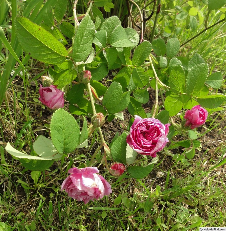 'Persian Rose (gallica, Scarman, 1996)' rose photo