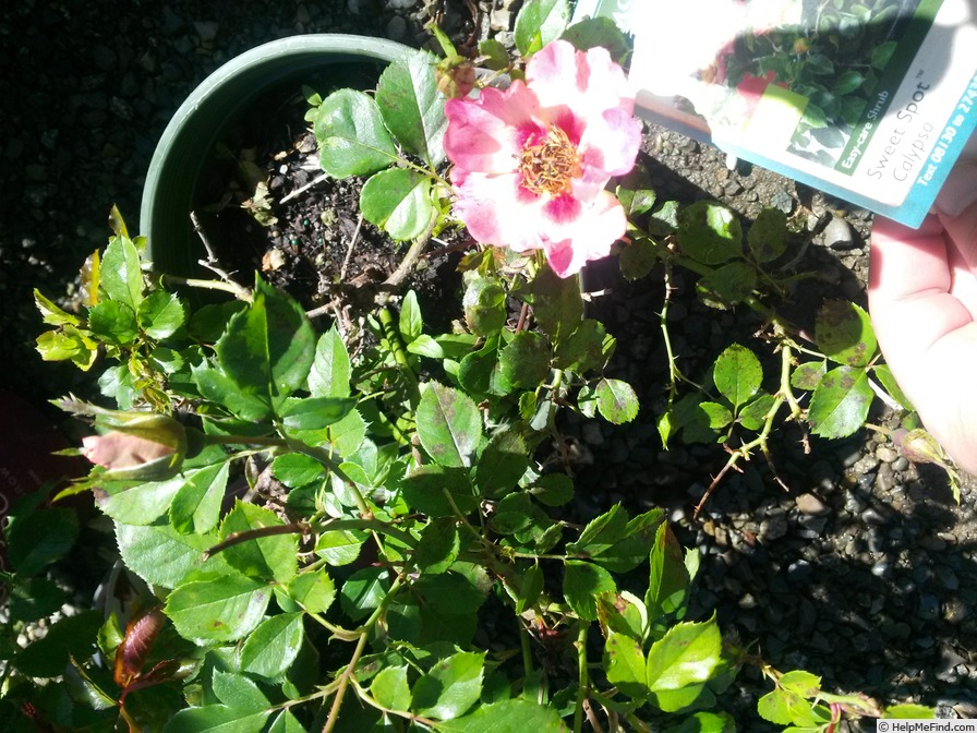 'Sweet Spot Calypso' rose photo