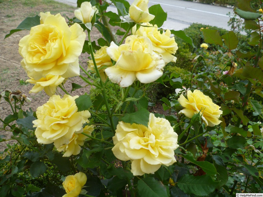 'Sterntaler ®' rose photo