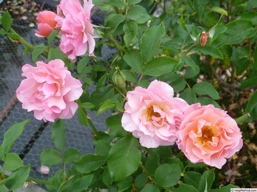 'Charleston ® (floribunda, Meilland, 2007)' rose photo