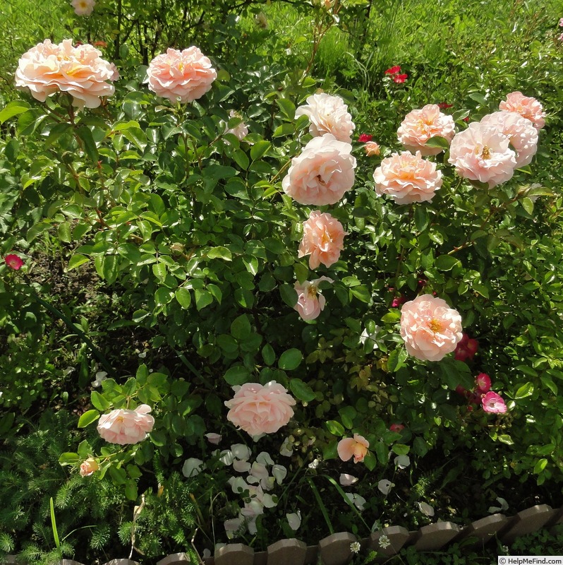 'Sangerhäuser Jubiläumsrose ® (floribunda, Kordes, 2003)' rose photo