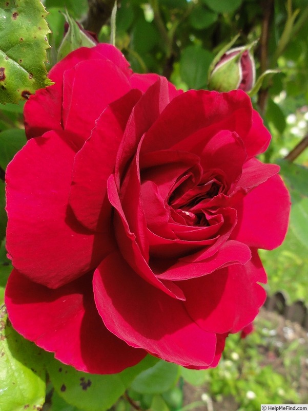 'Tess of the D'Urbervilles' rose photo