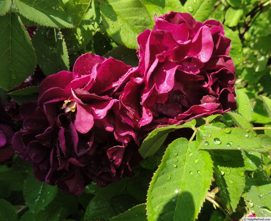 'Tuscany Superb' rose photo