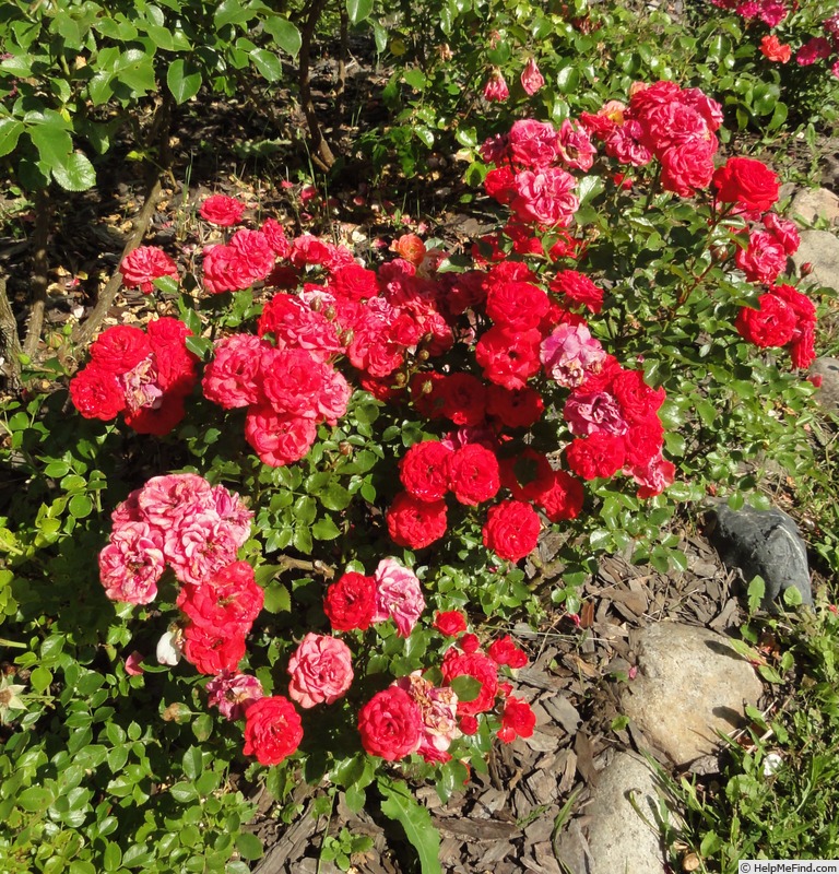 'Zwergenfee 09 ®' rose photo