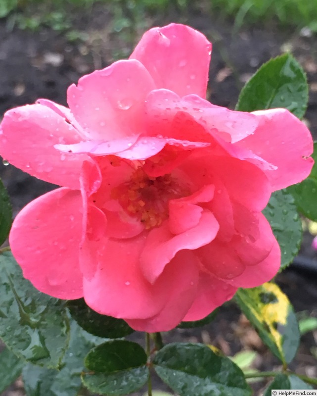 'ZIPPY' rose photo