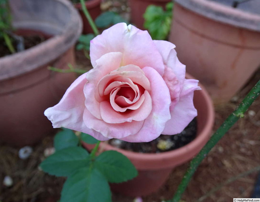 'Monty's Joy' rose photo