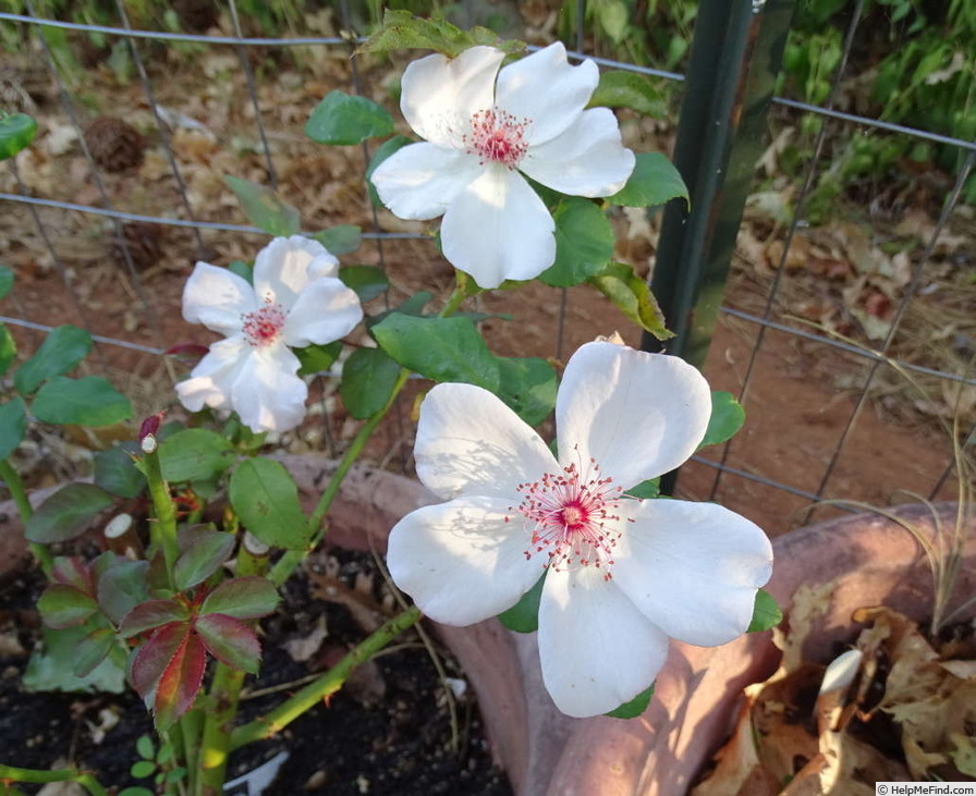 'The Charlatan (Floribunda, Mouchotte, 2006)' rose photo