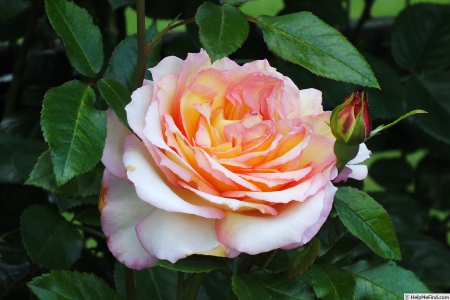 'Loving Lorna' Rose