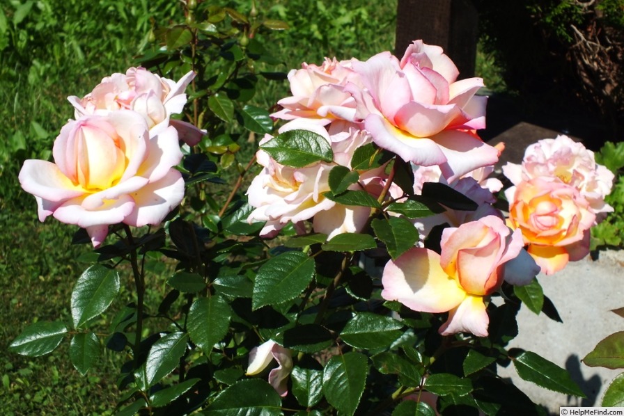 'Loving Lorna' rose photo