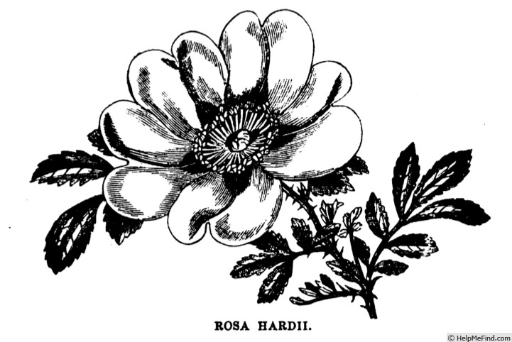 '<i>Rosa hardii</i>' rose photo