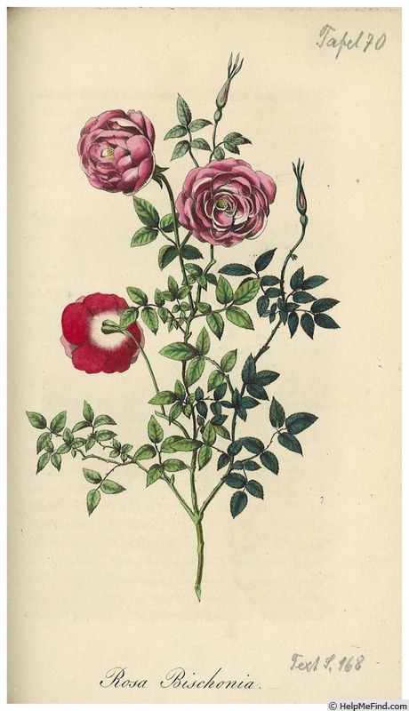'<i>Rosa indica bichonia</i>' rose photo