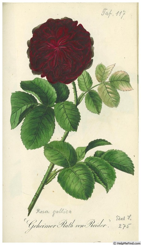 'Geheimer Rath von Reider' rose photo