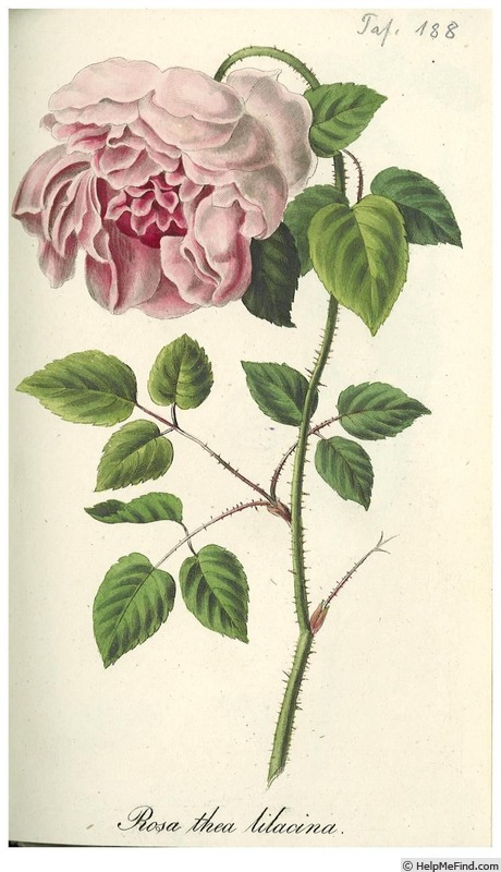 'Lilacina (tea)' rose photo