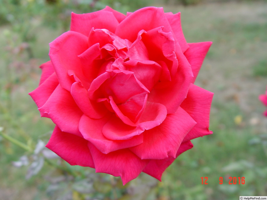'Gloria di Roma' rose photo