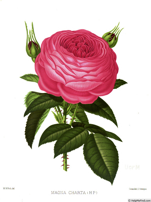 'Magna Charta' rose photo
