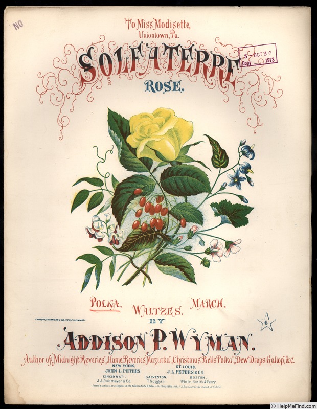 'Solfaterre' rose photo