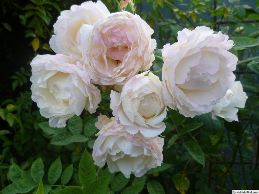 'André Brichet' rose, click to enlarge 'André Brichet' rose photo