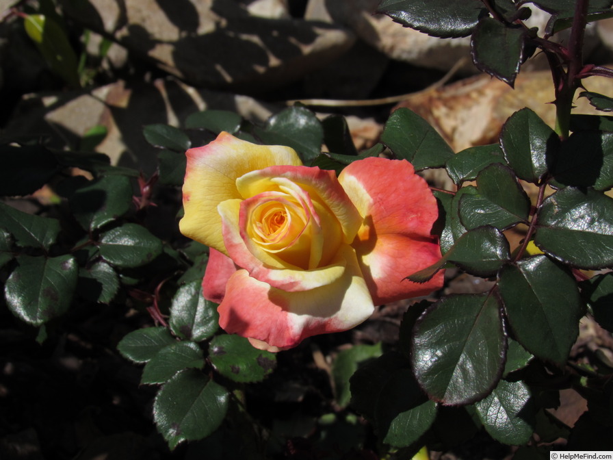'Korbiel' rose photo