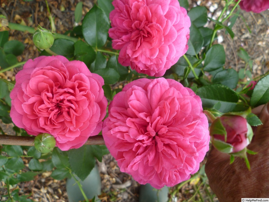 'Sir John Betjeman' rose photo