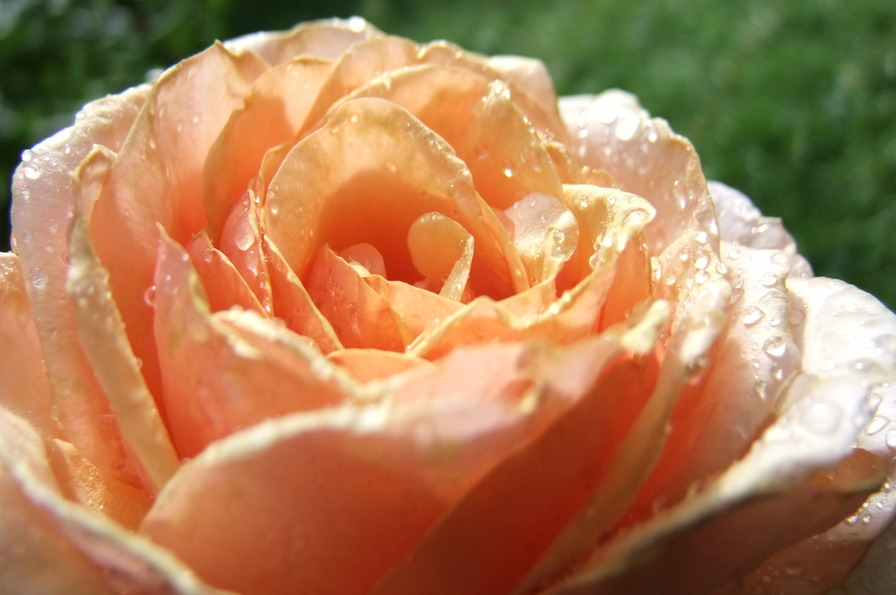 'Sweet Revelation' rose photo