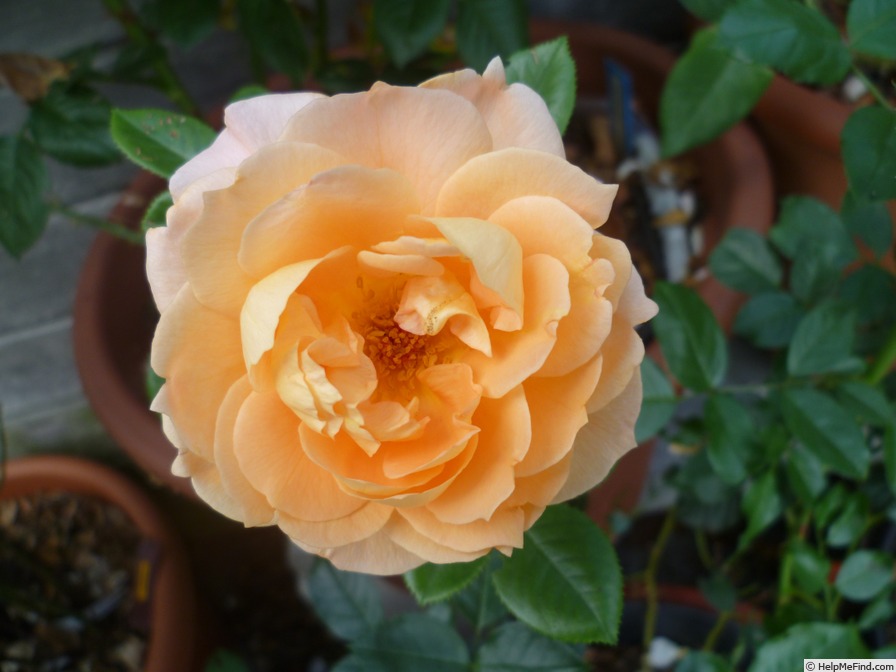 'Schöne vom See ®' rose photo