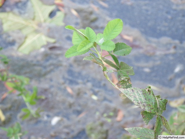 'R. setigera' rose photo