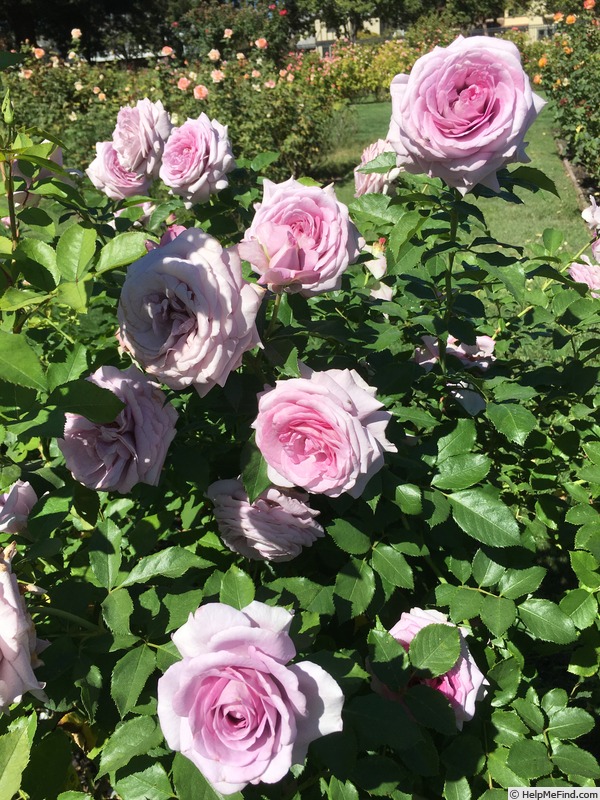 'Violet's Pride' rose photo