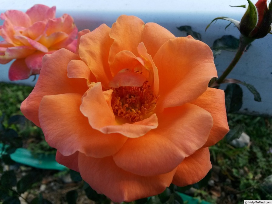 'Today (grandiflora, McGredy 1982)' rose photo