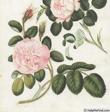 '<i>Rosa muscosa</i> Ait.' rose photo