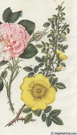 '<i>Rosa lutea</i> Mill. synonym' rose photo