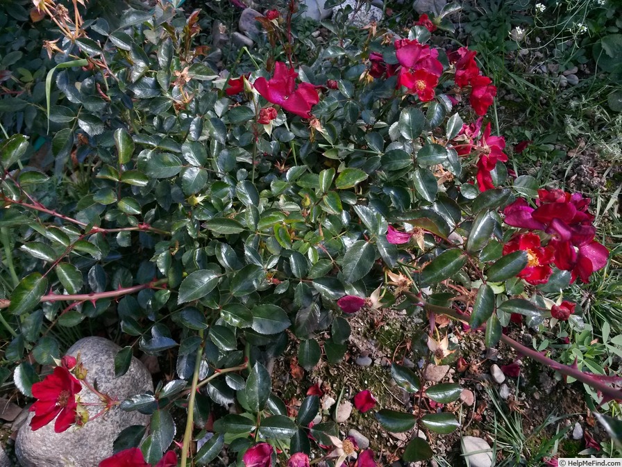 'Flower Carpet Red' rose photo