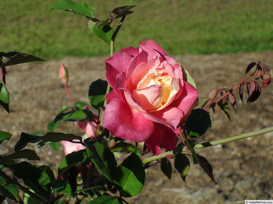 'Rosette Delizy' rose photo