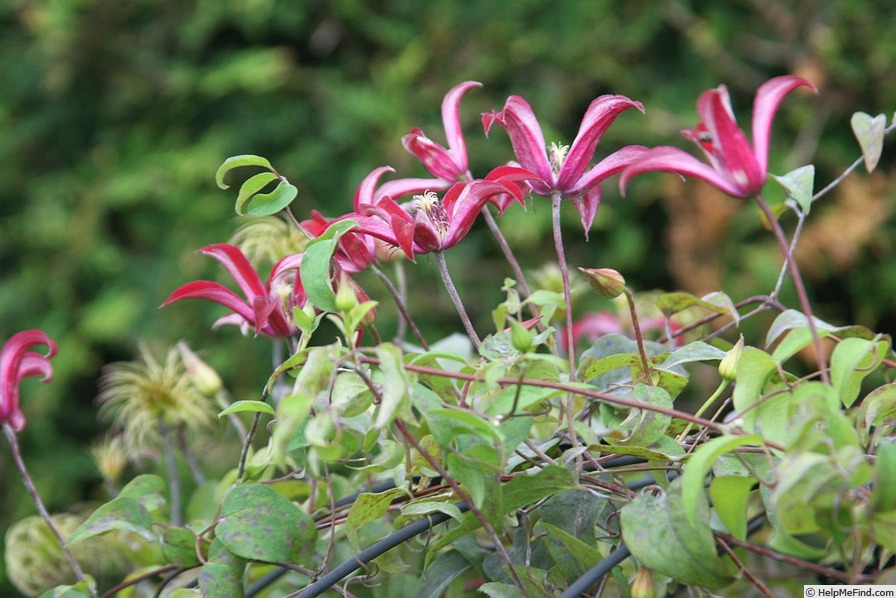 'Gravetye Beauty' clematis photo